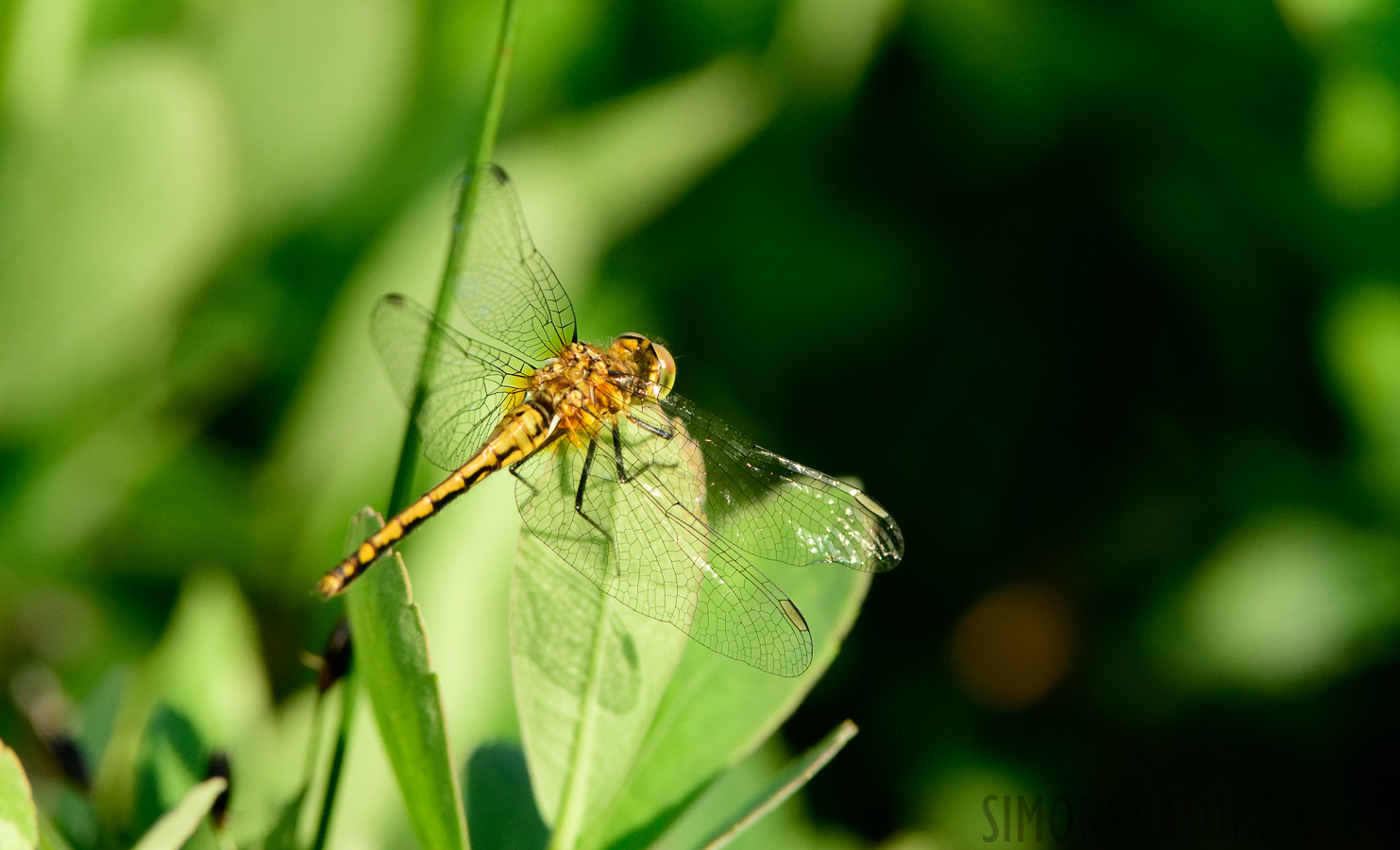 Sympetrum internum [400 mm, 1/1600 Sek. bei f / 7.1, ISO 1600]